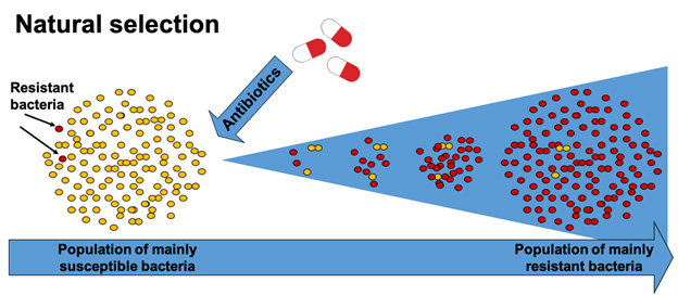 Natural selection of resistant bacteria